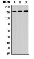 SMC3 / HCAP Antibody (phospho-Ser1083)