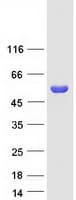 Human SERGEF Protein (Recombinant Myc-DDK (Flag))