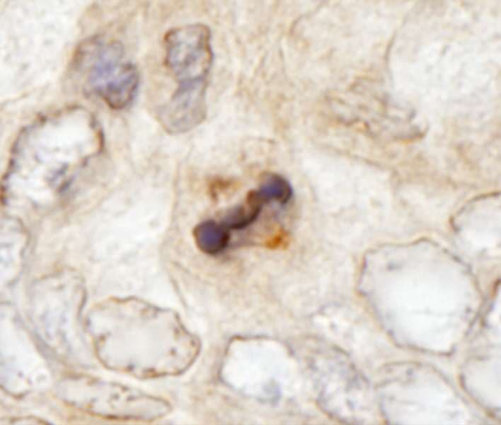 CENPF / CENP-F Antibody (aa2350-2400)