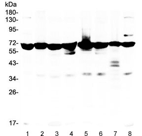 AIFM1 / AIF / PDCD8 Antibody