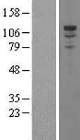 PDE3A Protein (Over-Expression Lysate Myc-DDK (Flag))
