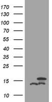 DDT / Dopamine Tautomerase Antibody (clone OTI1B1)