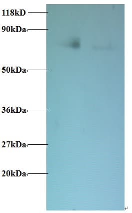 IHC-plus™ BLOC1S1 Antibody
