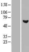 RCBTB1 Protein (Over-Expression Lysate Myc-DDK (Flag))