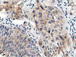 LCMT1 Antibody (clone OTI4A5, Carrier-free)