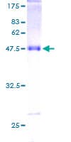 Human SCLIP / STMN3 Protein (Recombinant GST)