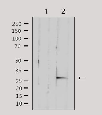 MtTFA / TFAM Antibody