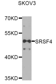 SRSF4 / SFRS4 Antibody