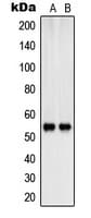 SHB Antibody (Internal)