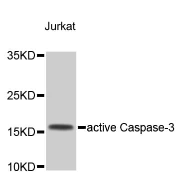 CASP3 / Caspase 3 Antibody
