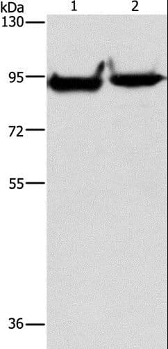 MARK1 / MARK Antibody