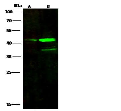 PAX5 Antibody (Preservative Free)