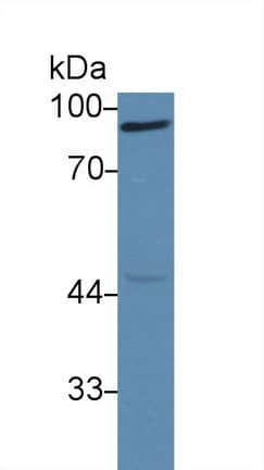 CANX / Calnexin Antibody