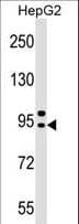 AP4B1 Antibody (aa492-520)