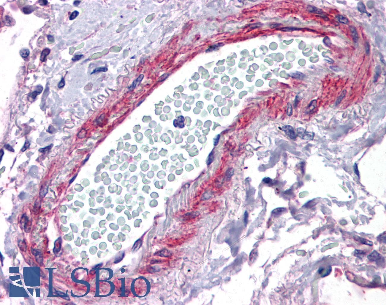 IHC-plus™ CSRP2 Antibody (aa86-97)