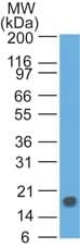 TSLP Antibody (clone 55N2D4)