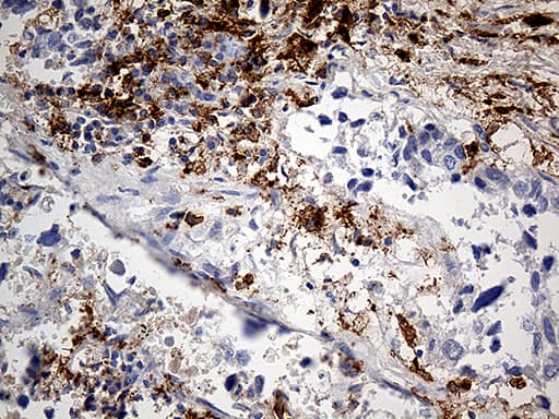 CD14 Antibody (aa20-367, clone OTI3F5)