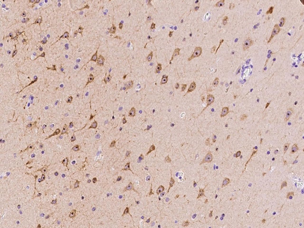 MOAP1 / MAP1 Antibody