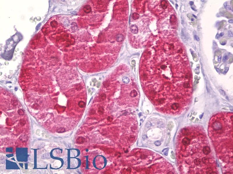 IHC-plus™ EIF4E Antibody (aa168-217)