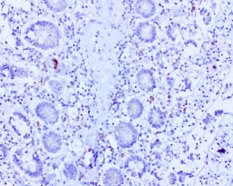 BMP4 Antibody (aa293-408, clone UMAB42)