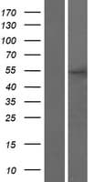 UBTFL1 Protein (Over-Expression Lysate Myc-DDK (Flag))