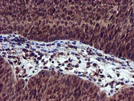 Monoclonal Mouse anti-Human EPM2AIP1 Antibody (clone OTI2A2, IHC, WB)