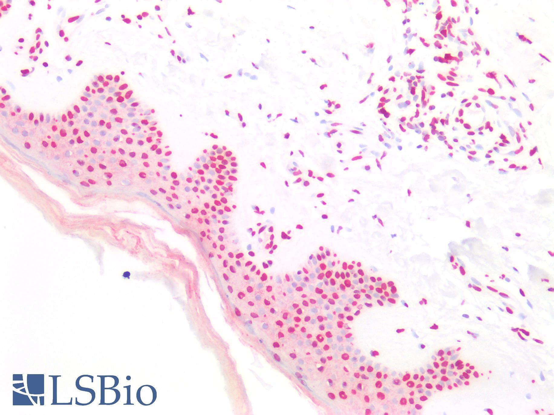 PathPlus™ H2AFX / H2AX Antibody