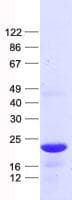 Human HES5 Protein (Recombinant His, N-Terminal)