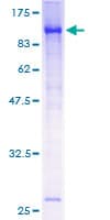 Human ARNTL / BMAL1 Protein (Recombinant GST)