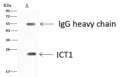 ICT1 / DS1 Antibody