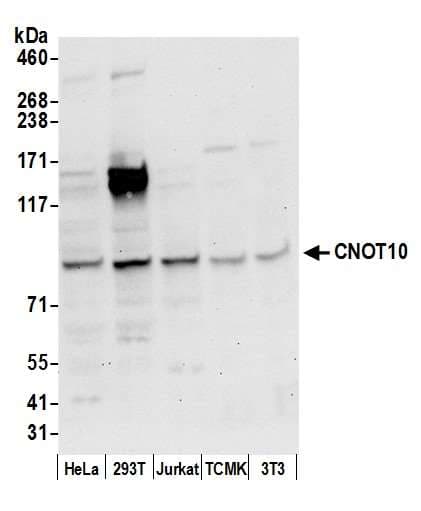 CNOT10 Antibody (aa600-650)