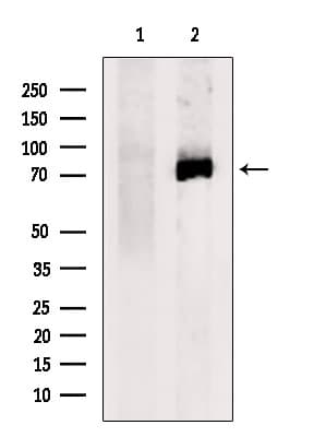 EXOC7 Antibody