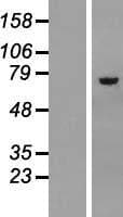 ASNS Protein (Over-Expression Lysate Myc-DDK (Flag))