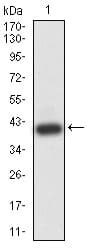 Adiponectin Antibody (clone 3A12D5)