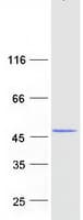 Human NPRL3 Protein (Recombinant Myc-DDK (Flag))