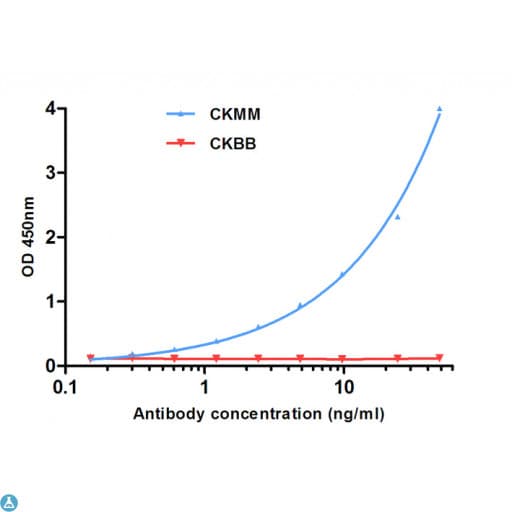 Monoclonal Mouse anti-Human CKM / Creatine Kinase MM Antibody (WB)