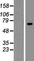 INO80B / PAPA-1 Protein (Over-Expression Lysate Myc-DDK (Flag))
