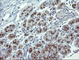 APP / Beta Amyloid Precursor Antibody (clone OTI7A10, Carrier-free)