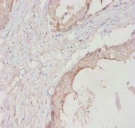YWHAH / 14-3-3 Eta Antibody