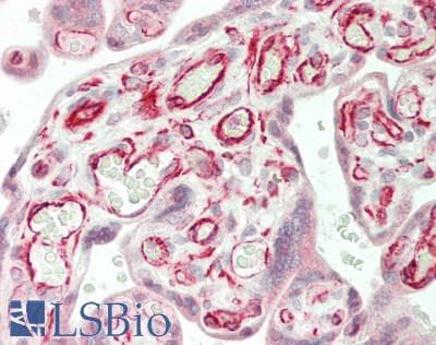 IHC-plus™ WRN Antibody (aa787-816)