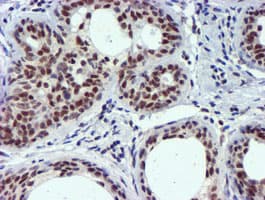 USP7 / HAUSP Antibody (clone OTI1F12, Carrier-free)