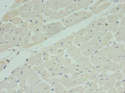 MRPL33 Antibody