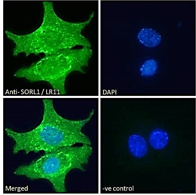 Polyclonal Goat anti-Human SORL1 Antibody (aa2203-2214, IF)