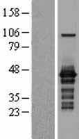ISG20L2 Protein (Over-Expression Lysate Myc-DDK (Flag))