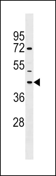 NPBWR1 / GPR7 Antibody (aa221-250)