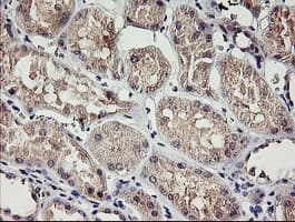 RAMP2 Antibody (clone OTI4E5)