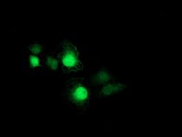 PSMB7 Antibody (aa58-277, clone OTI4E3)