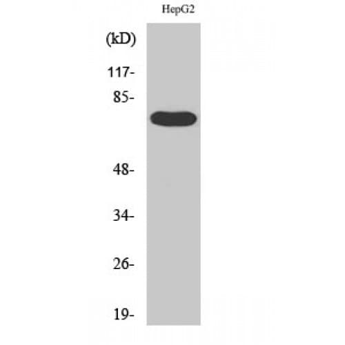 FASTKD3 Antibody (90-170 aa, Internal)