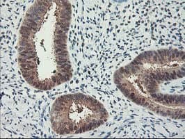 Monoclonal Mouse anti-Human RBBP7 / RbAp46 Antibody (clone OTI5A4, IHC, WB)