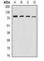 ASMTL Antibody